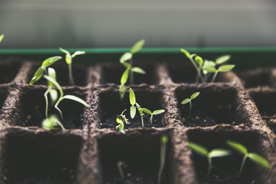 Young seedlings growing in nursery starter trays
