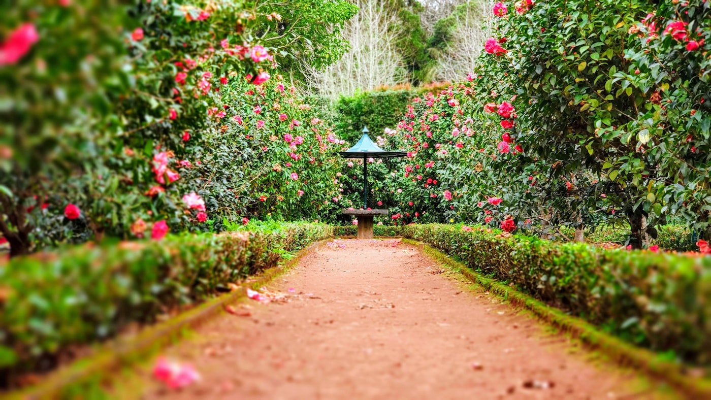 Flowering shrubs and garden path at Kerthatár Nursery