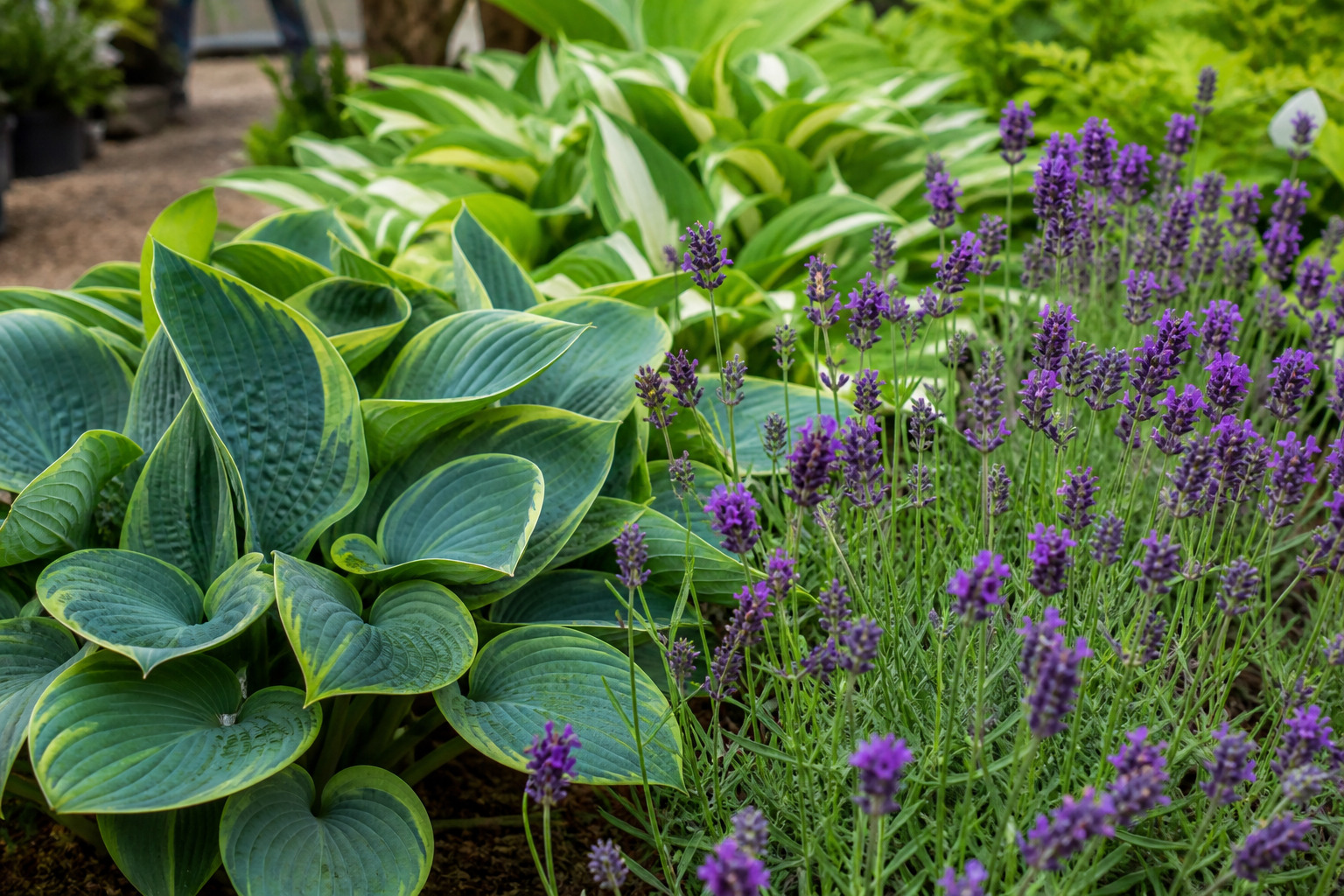 Hostas and lavender in a perennial display